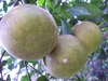Ruby Grapefruit