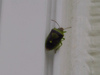 Interesting Bug