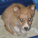 What dog breed it is ?