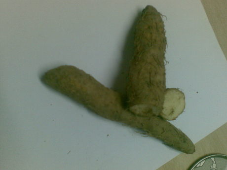 Ginger, Yam or....