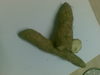 Ginger, Yam or....