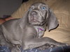 What breed of dog
