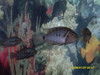pet fish