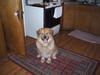 What mix of dog is this? 