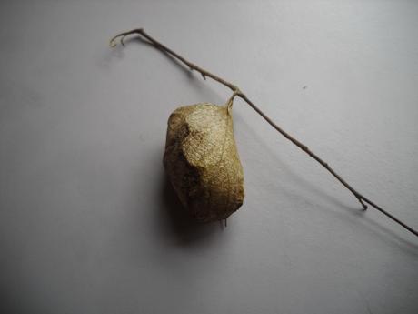 Nest or cocoon