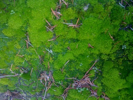 Moss