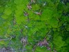 Moss