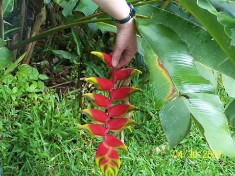 Strange flower