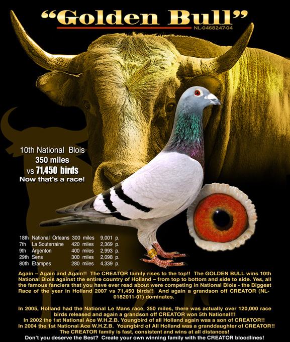 Image result for pigeon bull