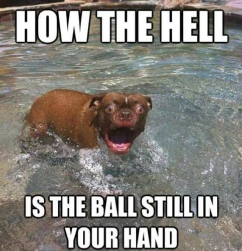 playing fetch with a dog 