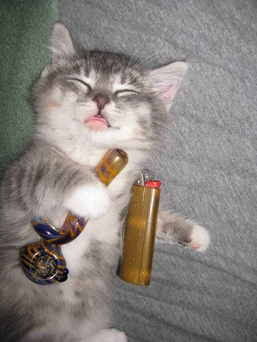 my cat doing something weird 