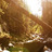 Thumbnail_gal_2000x714_tippedtree