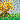 Autumn Leaves