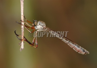 Predatory robber fly