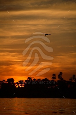 Sunset with Palm Trees picture