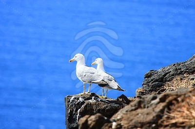 Two Sea-Gulls standing together picture