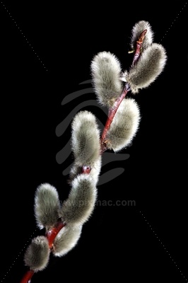 Willow Twig picture