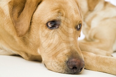 Young labrador / golden retriever mix,  detailфотография