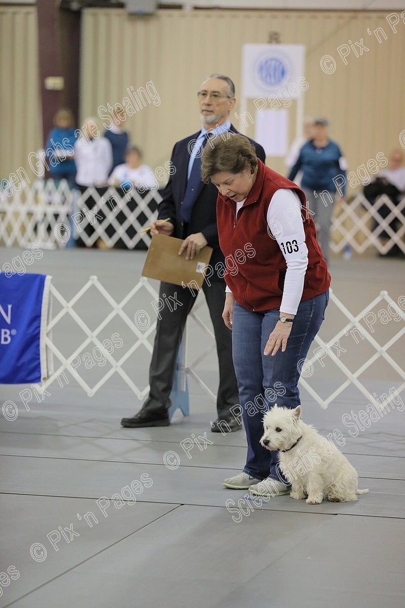 2019 AKC National Obedience Championship