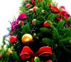caring for a christmas tree caring for a christmas tree