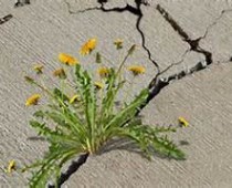 Maintaining a Healthy Concrete Slab