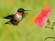 How to Attract Hummingbirds to Our Yard