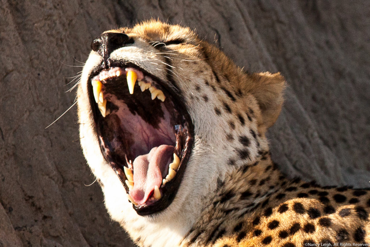 CHEETAH WICK 201617 Endangered Species