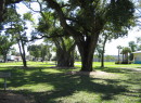 Mlk_-_tree_canopy