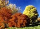 Hoyt_arboretum