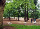 Normandale_park