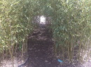 Botanic%20gardens_independence%20ave8