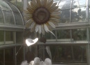 U.S. Botanic Garden
