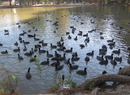 Fairmount Park - Universal Playground