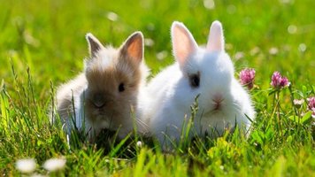 Episode 83: Hope Springs Eternal