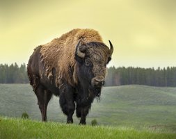 Episode 88: Bison Bison Bison