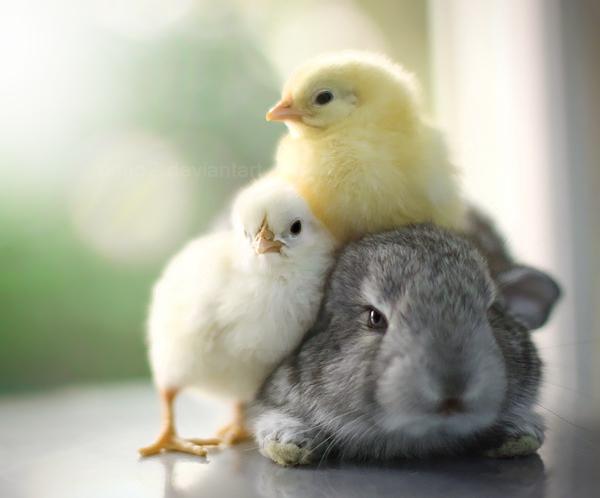 baby bunnies kitties and