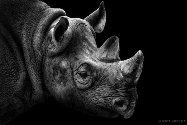 Pucker Up – Dramatic Black and White Animal Photography by Wolf Ademeit