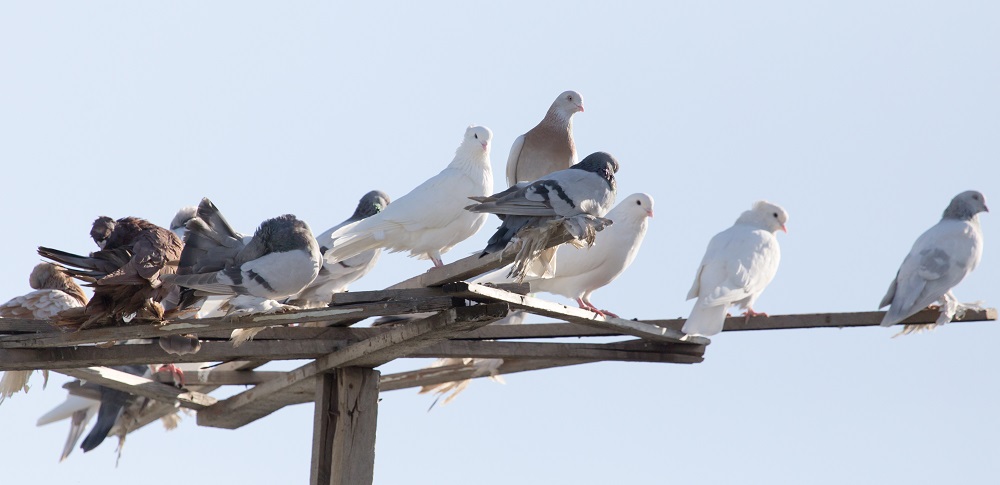 Imagem de capa - Infestação de pombos pode ser perigosa