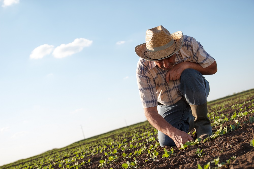 Imagem de capa - Que tipo de servo você é?