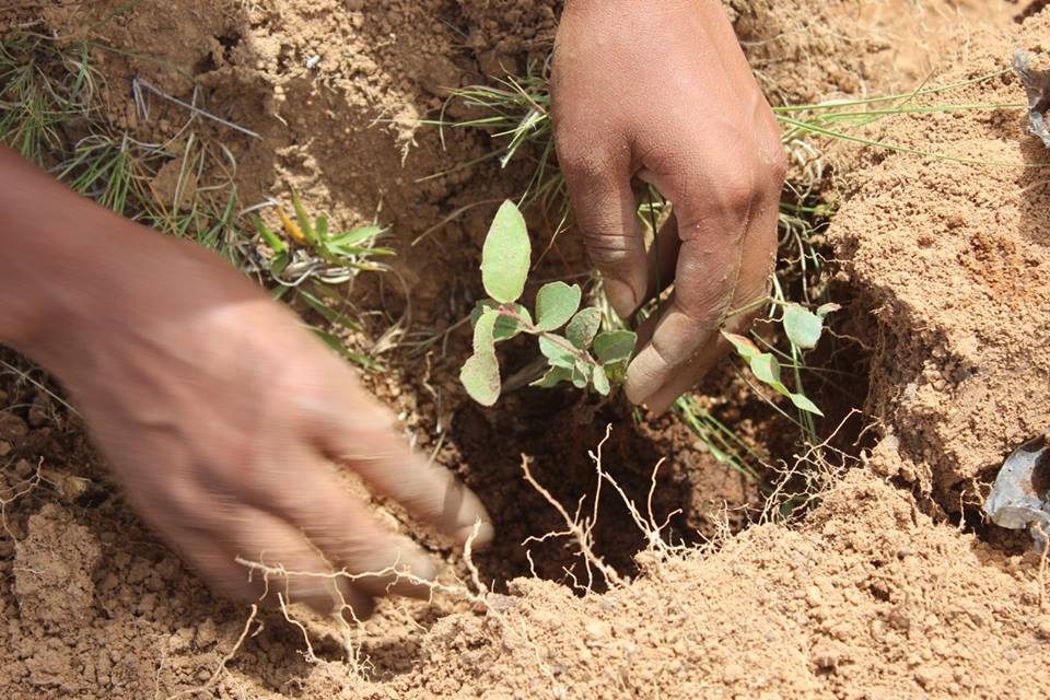 FJU organiza plantio de mudas em Madagascar