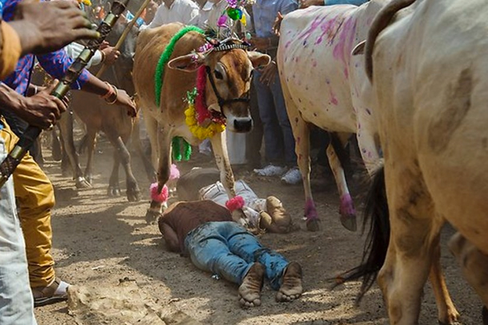 Homens são pisoteados por vacas em busca de prosperidade