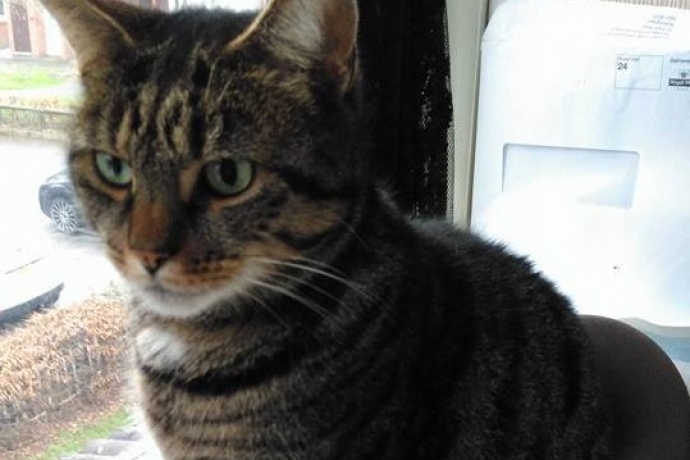 Homens quebram mandíbula de gata por diversão