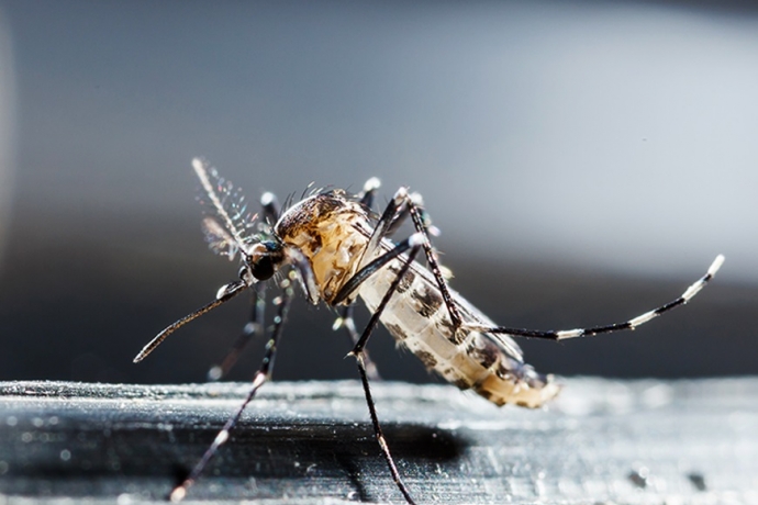 Vacina contra o zika está em fase de testes