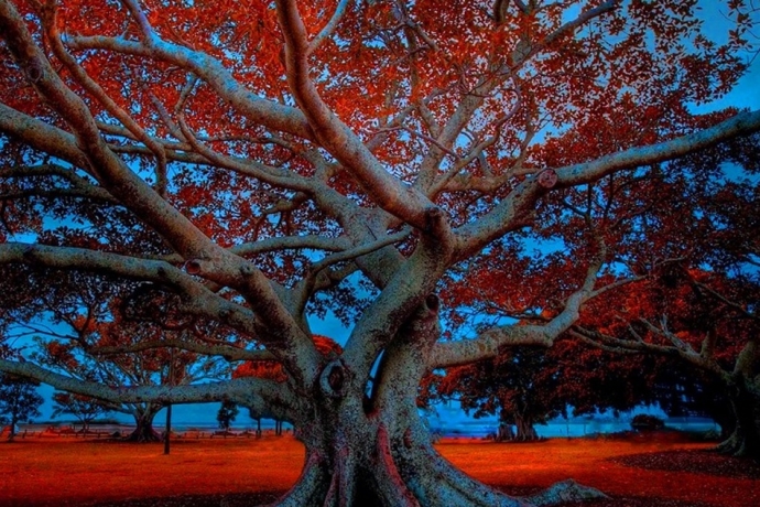 Imagem de capa - Folhas ou frutos?