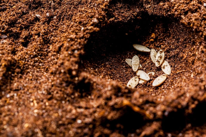 As sementes que matam