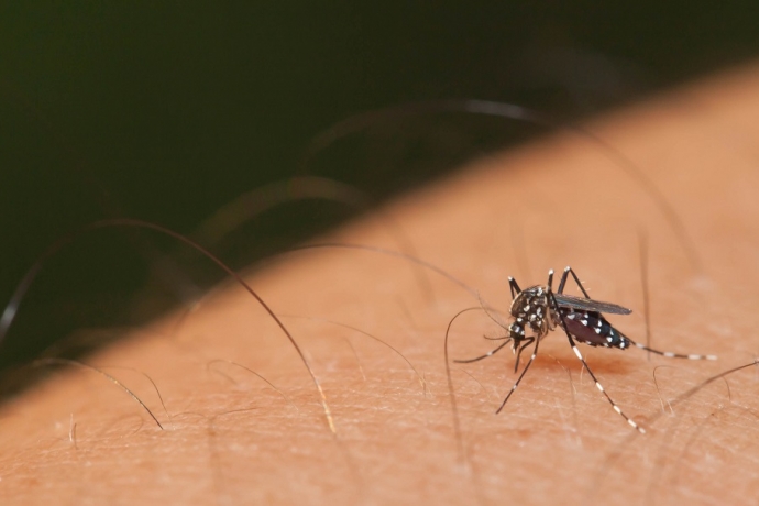 Sexta-feira é dia oficial de combate ao Aedes aegypti