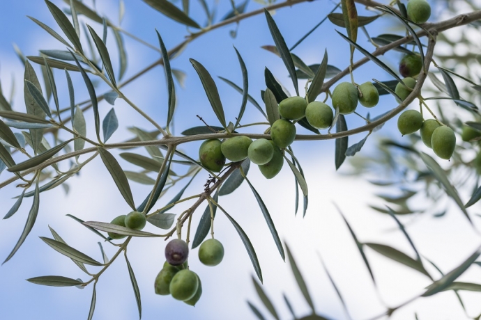 Imagem de capa - Por que o azeite?