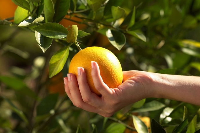 A árvore que Deus não plantou