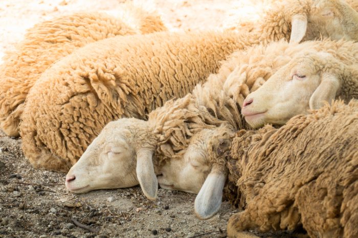 O meu Pastor Pessoal