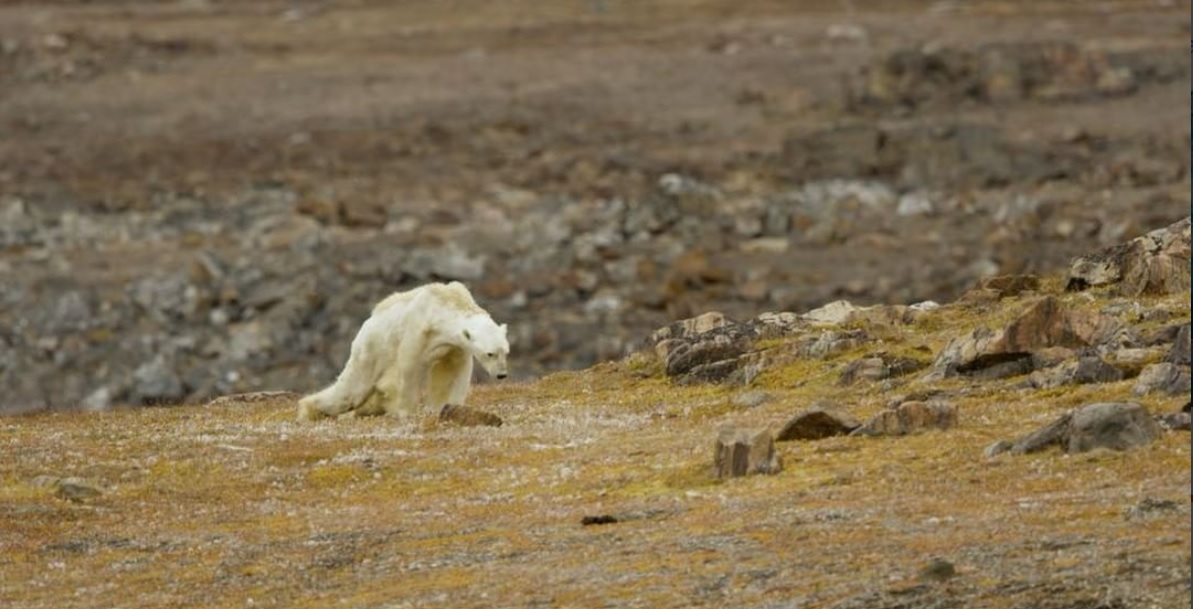 Imagem de capa - O que um urso faminto tem a ver com o Apocalipse